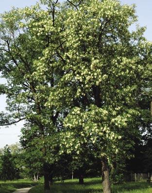 Robinia akacjowa jest łatwo rozpoznawalna ze względu na charakterystyczne, pierzastozłożone liście i okazałe, białe, zebrane w grona kwiaty o przyjemnym zapachu. Kwiaty są jadalne można je np.