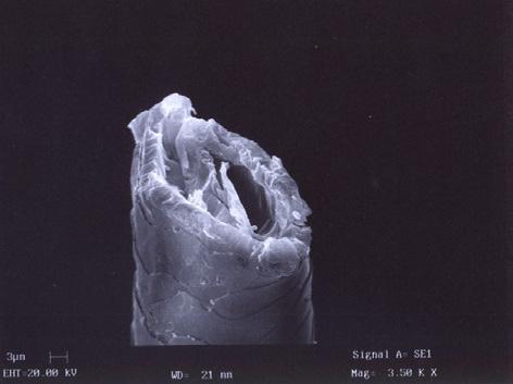 Cuticle and cross-section of