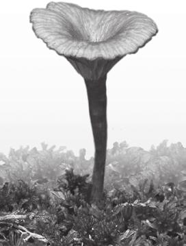 S O C I E TA S B O TA N I C O R U M POLONIAE MONOGRAPHIAE BOTANICAE J o u r n a l o f t h e Po l i s h B o t a n i