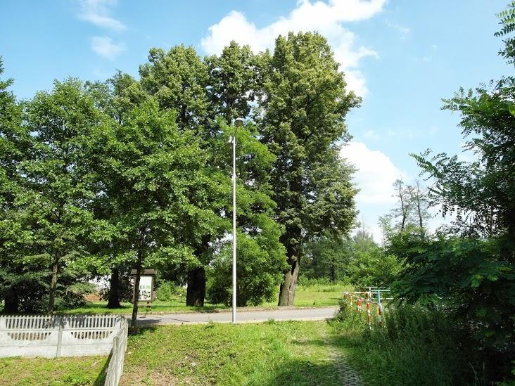 Program ochrony środowiska dla miasta Tychy na lata 20132016 z uwzględnieniem perspektywy do 2020 r. Znaczna część lasów występujących na obszarze miasta posiada kategorie ochronności.