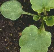 Fiołek polny (Viola arvensis Murr.) Miotła zbożowa (Apera spica-venti) uciążliwych chwastów: m.in.