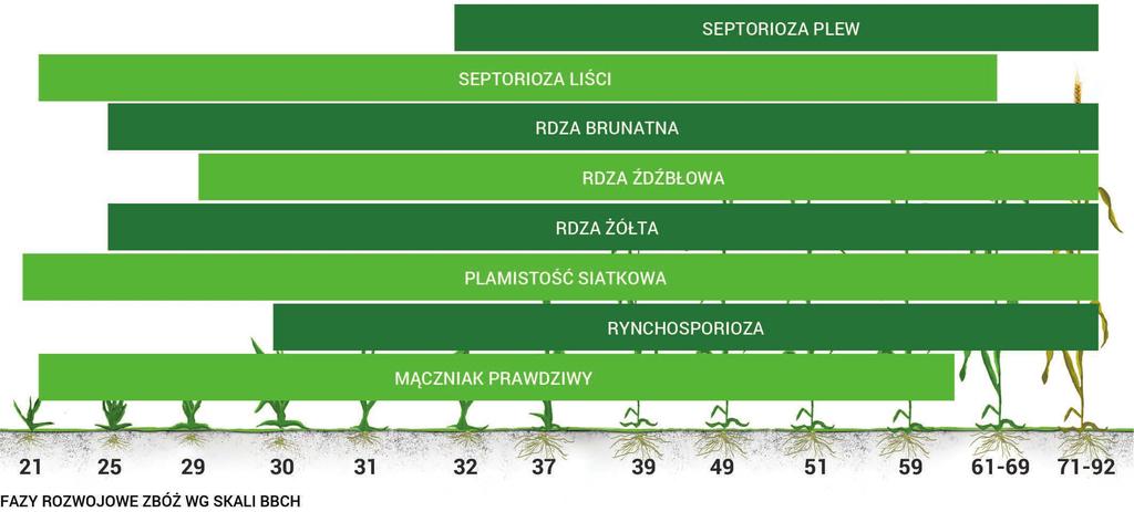 Skuteczny solo i w duecie Propikonazol zwalcza wiele patogenów (sprawców chorób), co sprawia, że jest idealnym partnerem dla innych substancji fungicydowych: wzmacnia i uzupełnia ich działanie.