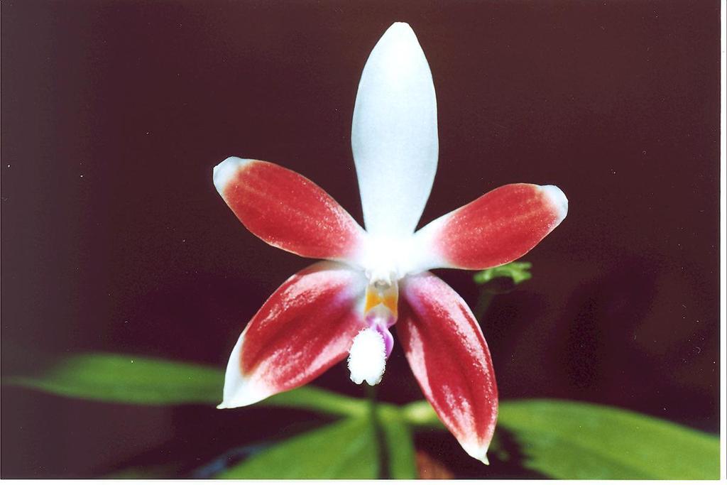 Phalaenopsis