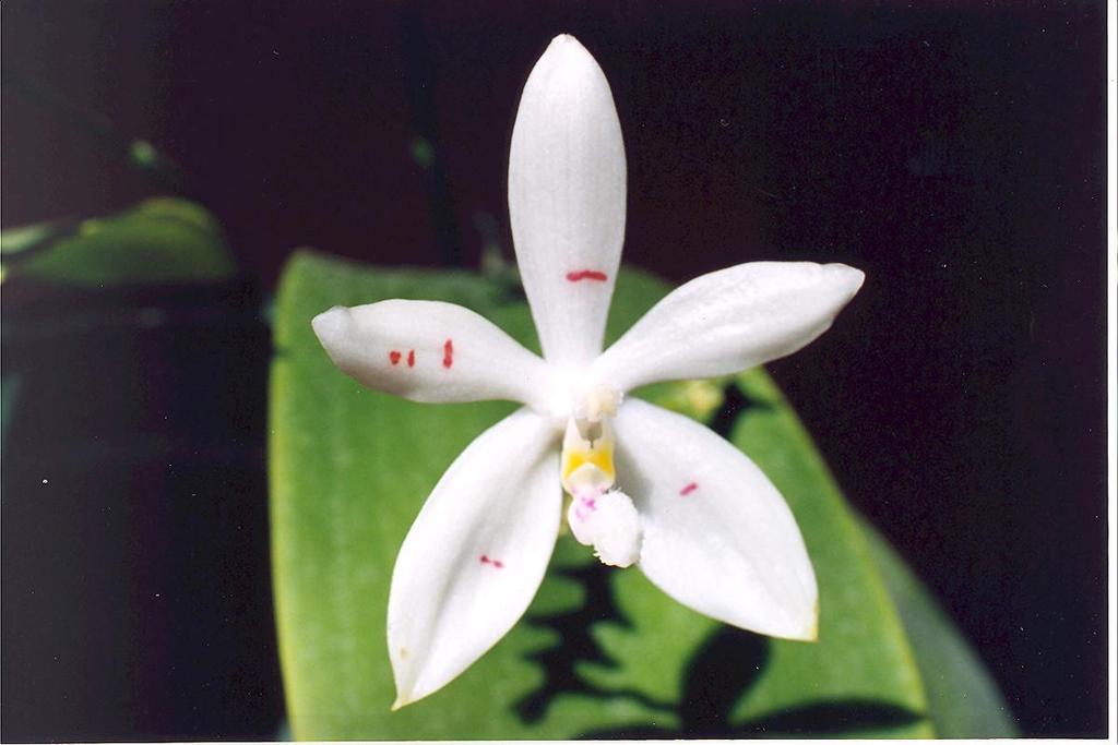 Phalaenopsis