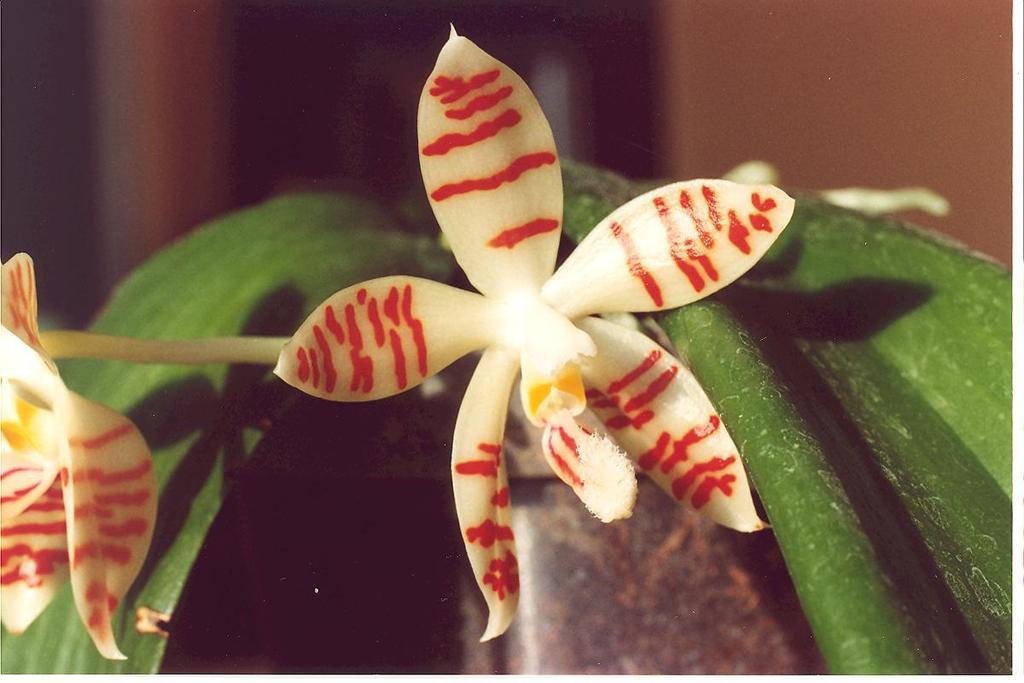 Phalaenopsis