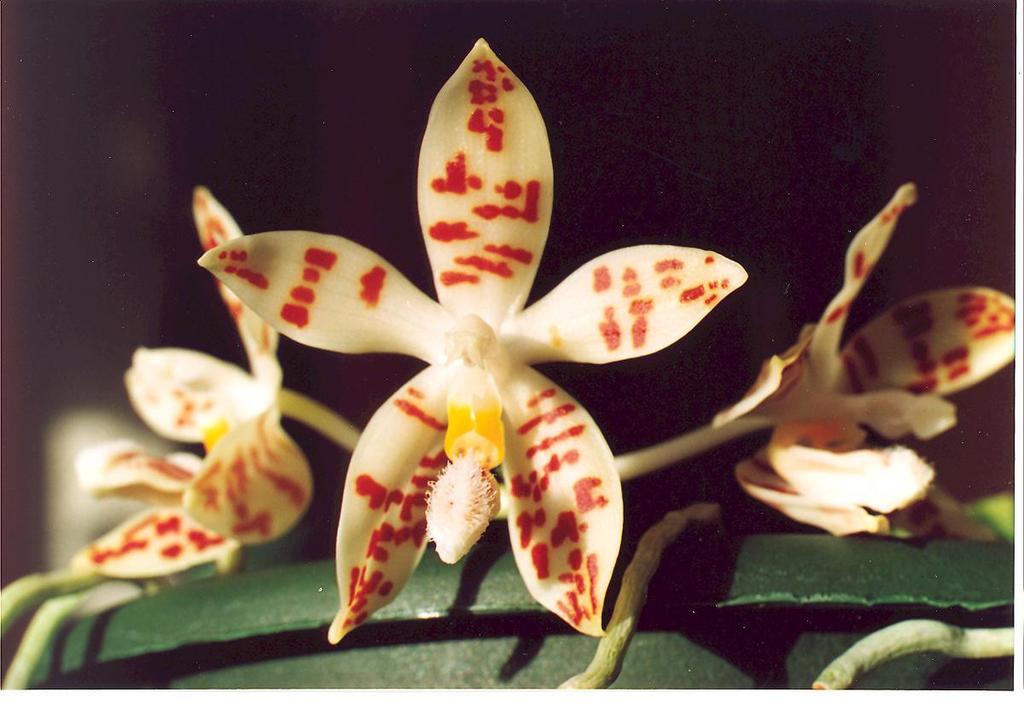 Phalaenopsis