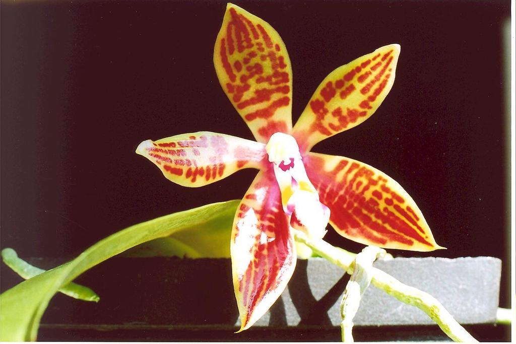 Phalaenopsis