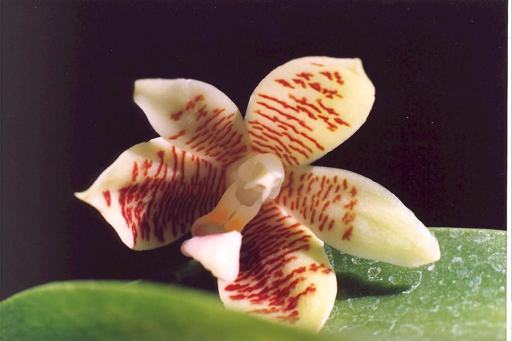 Phalaenopsis