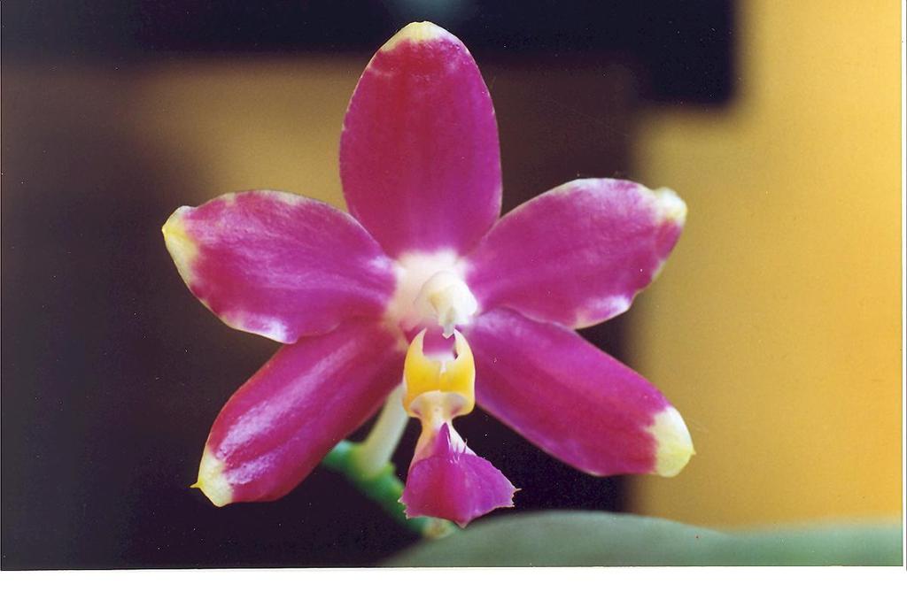 Phalaenopsis