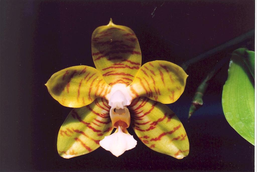 Phalaenopsis
