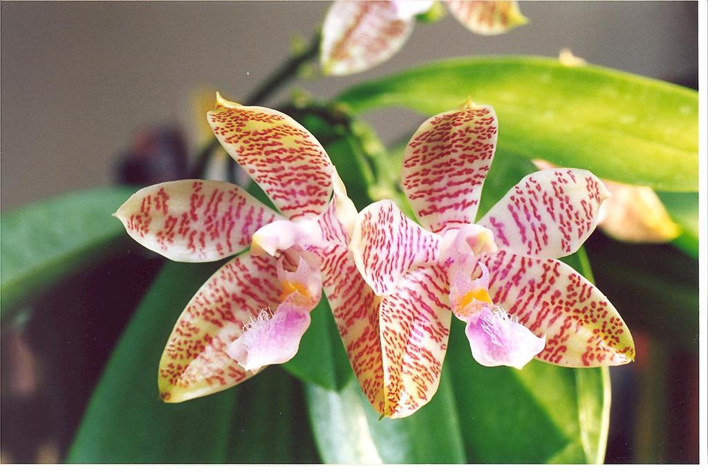 Phalaenopsis