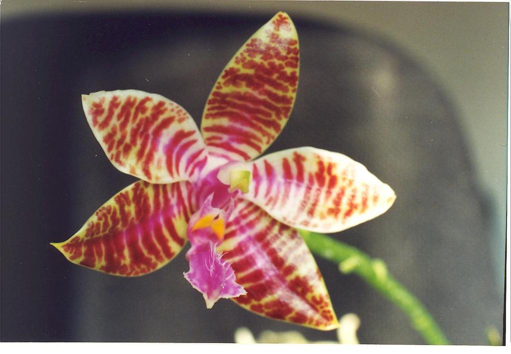 Phalaenopsis