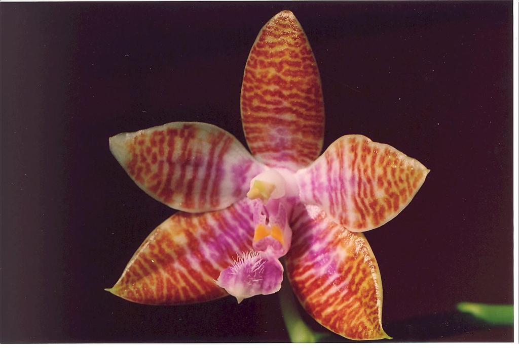 Phalaenopsis