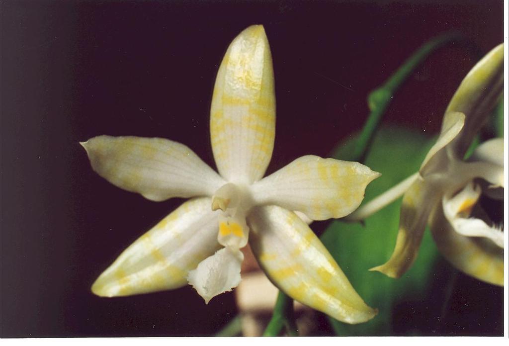 Phalaenopsis