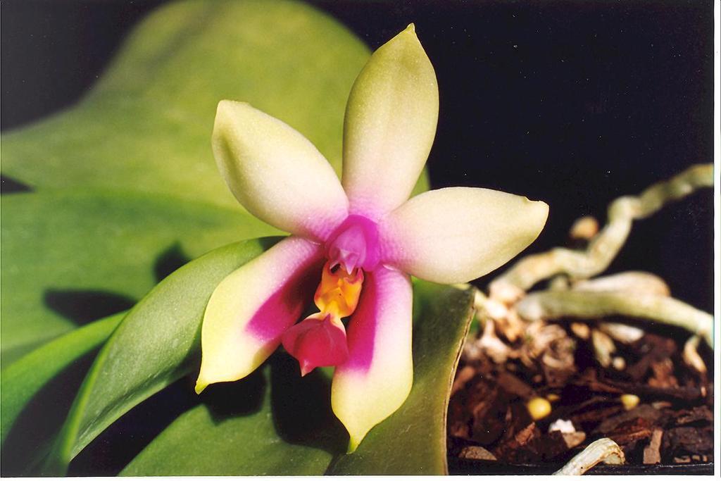 Phalaenopsis bellina