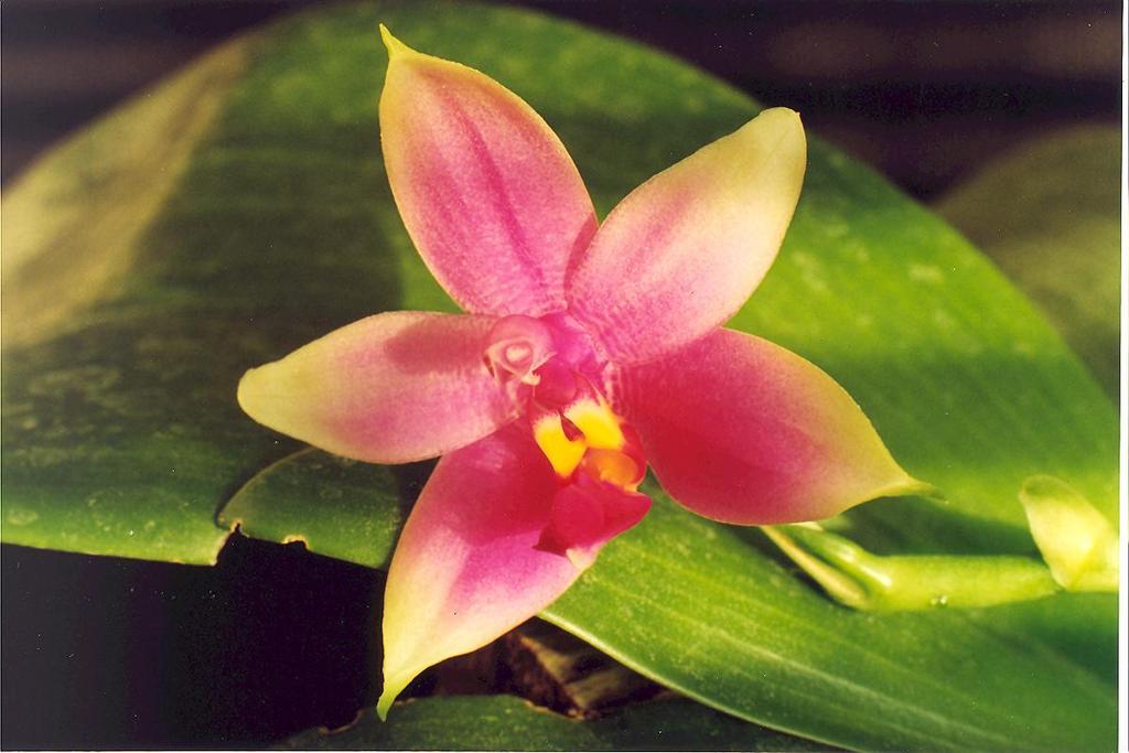 Phalaenopsis