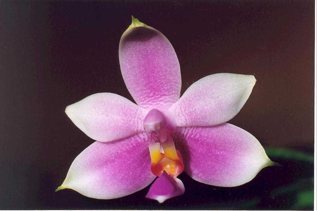 Phalaenopsis
