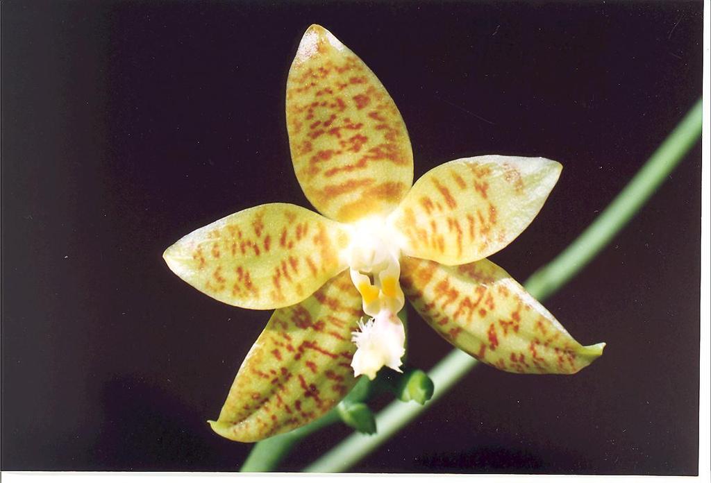 Phalaenopsis