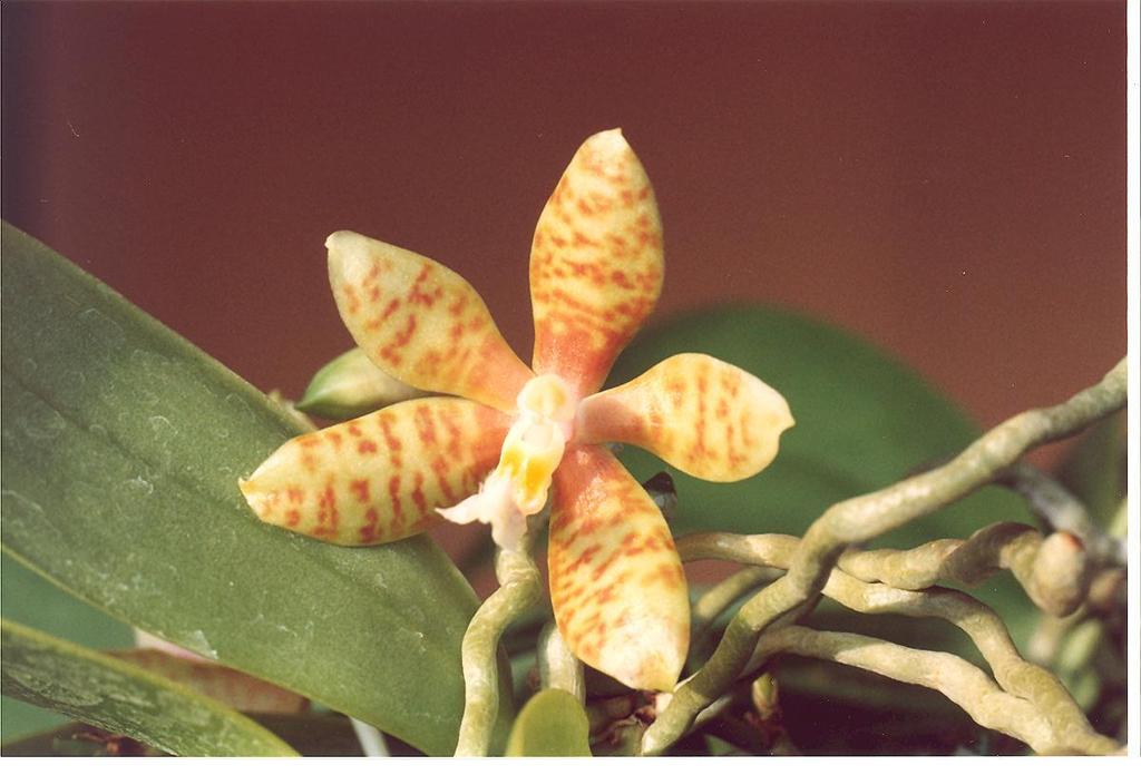 Phalaenopsis