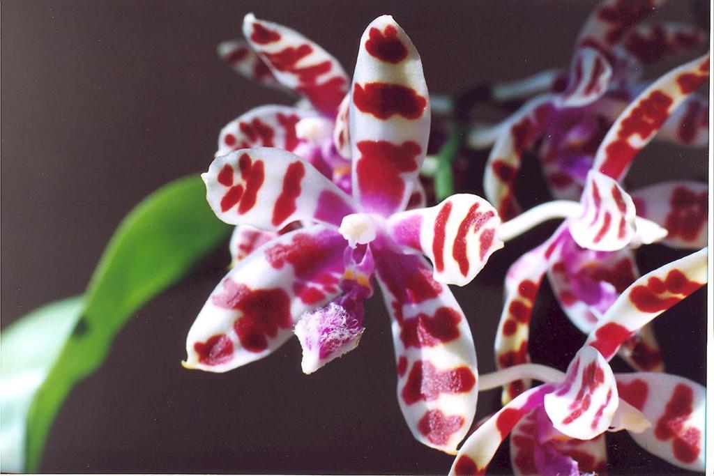 Phalaenopsis mariae