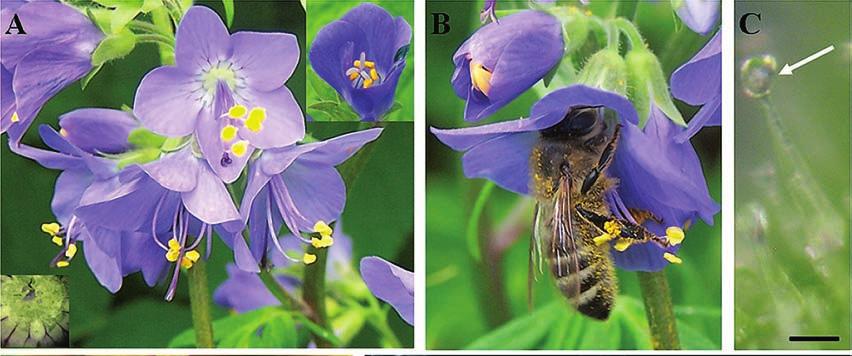 28 Fig. 2A, B. Parts of an inflorescence of P. caeruleum Fig. 2C G.