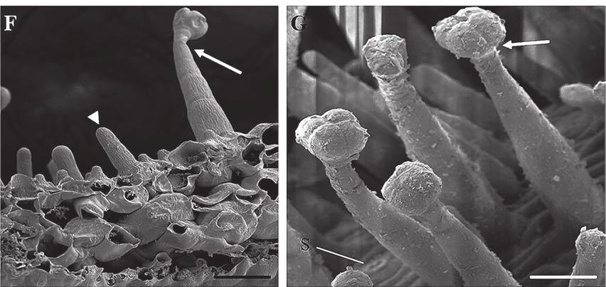 caeruleum: C, E - G - glandular (arrow) and non-glandular trichomes