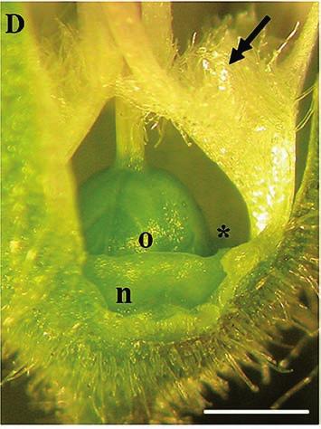 stoma (s) visible between the trichomes; D longitudinal section of the
