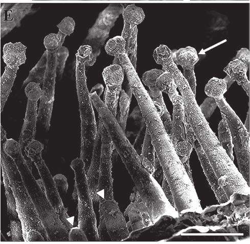 (o), trichomes (double-headed arrow) at the base of the stamens and