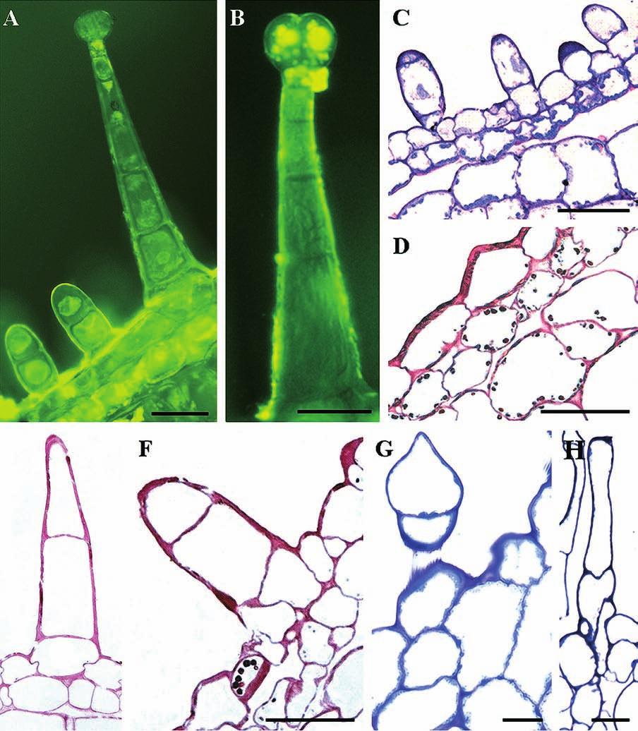 The structure of some floral elements and the nectar production rate of Polemonium caeruleum L. 29 E Fig. 3A F. Trichomes on the sections of floral elements of P.