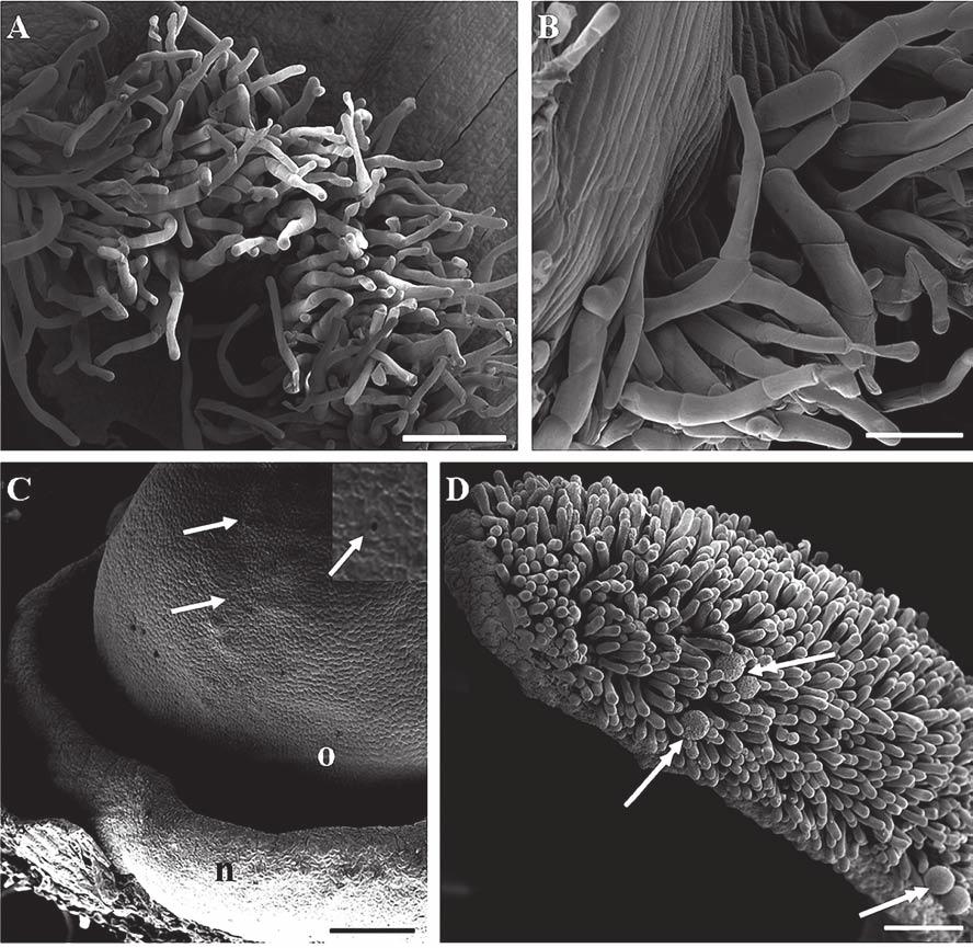 30 Fig. 4A D. Portions of the floral elements of P.