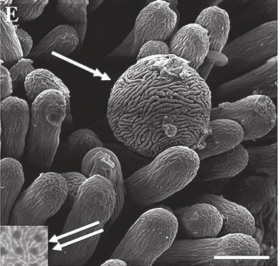multicellular straight and branched trichomes; C ovary (o) and nectary (n), visible stoma