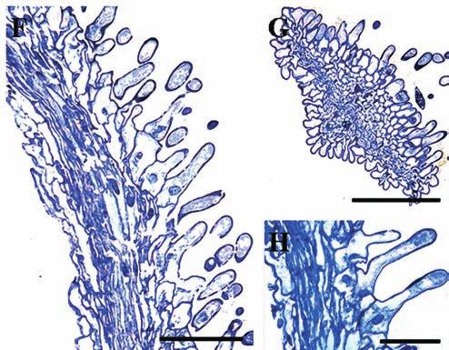 ornamentation (E), pollen grains (double-headed arrow) between the papillae (D, E), a