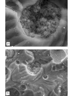 Magnification: a) 1000, b) 3000 times ny sztywne o stosunkowo ma³ych wymiarach (do 10 µm) mog¹ byæ Ÿród³em dodatkowego wzrostu wytrzyma³oœci dziêki indukowanemu przez kawitacjê zrywaniu pasm [20, 21].