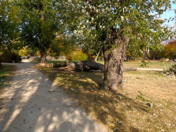 Park im. Księcia Janusza Park im. Księcia Janusza - rozległy park, który otaczają tereny komunikacyjne pomiędzy ul.