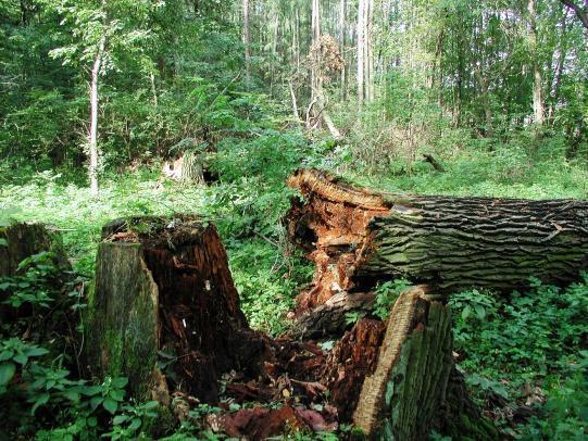 Park stanowi fragment dawnych Lasów Młocińskich oraz bażantarni przypałacowej Henryka Brühla na jego terenie znajdują się wyjątkowe okazy starych dębów i platanów oraz