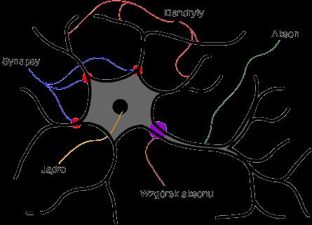 BUDOWA RZECZYWISTEGO NEURONU Jądro - "centrum obliczeniowe" neuronu. Tutaj zachodzą procesy kluczowe dla funkcjonowania neuronu.