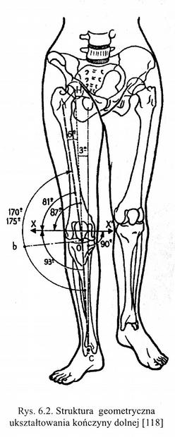 Staw kolanowy Oś mechaniczna kończyny górnej Oś mechaniczna jest to linia łącząca środek głowy kości udowej ze środkiem stawu skokowego.