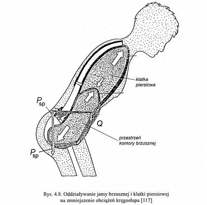 Obciążanie kręgosłupa Siła przekazywana jest do kręgosłupa przez mięśnie pasa barkowego (przede wszystkim czworoboczny), miednicę, a częściowo przez sztywną klatkę piersiową i brzuch.