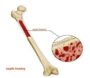 Szpik Szpik jest głównym narządem krwiotwórczym stanowiącym od 3 do 4 % wagi ciała.
