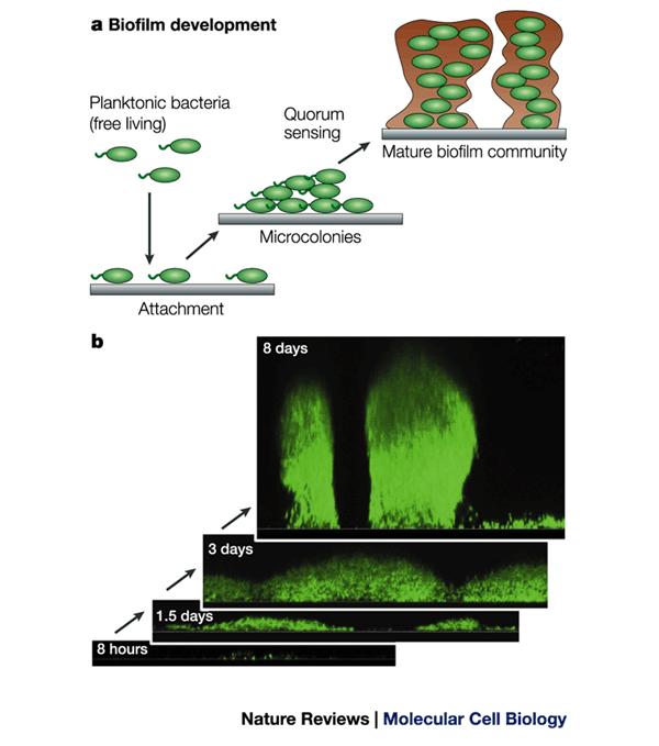 Quorum sensing - biofilmy Tworzenie biofilmu kluczowe dla patogenezy, oporności na antybiotyki Np.