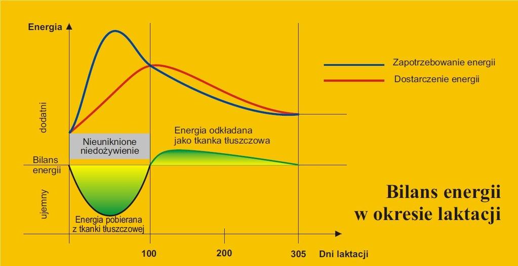 Przecież dopiero około 21 dnia następuje normalne pobieranie paszy i od tego czasu ( do mniej więcej 80-100 dnia) krowy się rozdajają.