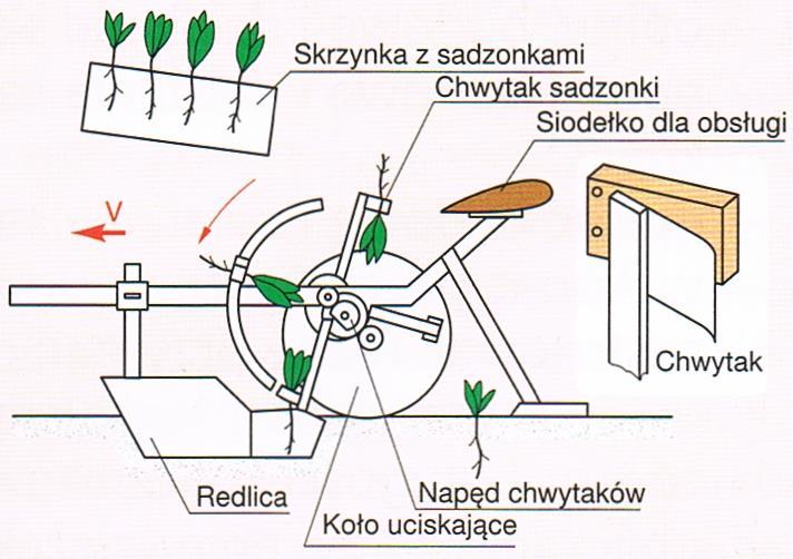 to dwie elastyczne tarcze, ustawione pod kątem do siebie, aby na części obwodu stykały się ze sobą. Obsługujący wkłada sadzonki między zaciskające się tarcze korzonkiem na zewnątrz tarczy.