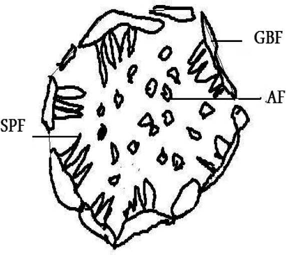 540 2. Experimental procedure Fig. 1.