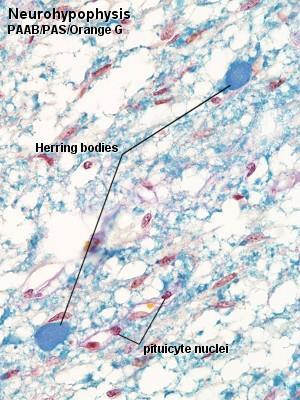 Część nerwowa przysadki (neuroektoderma) Część nerwowa czyli wyrostek lejka Szypuła lejka Wyniosłość pośrodkowa guza popielatego Aksony neuronów sekrecyjnych podwzgórza (jądra wielkokomórkowe), w