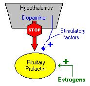 Pobudza syntezę białek w komórce Wpływa na metabolizm węglowodanów i tłuszczów Pod wpływem GH następuje wzmożenie lipolizy w komórkach tłuszczowych aktywuje lipazę lipoproteinową Somatotropina ludzka