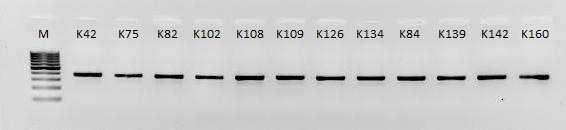 83 C54 24,4 1,88 84 C68 38,5 1,83 85 C69 32,9 1,84 86 C70 27,6 1,80 87 C71 26,5 1,83 88 C73 32,8 1,90 89 C74 43,5 1,88 90 C75 31,6 1,96 91 C76 26,8 1,91 92 C208 50,0 1,82 93 C209 36,8 1,80 94 C210