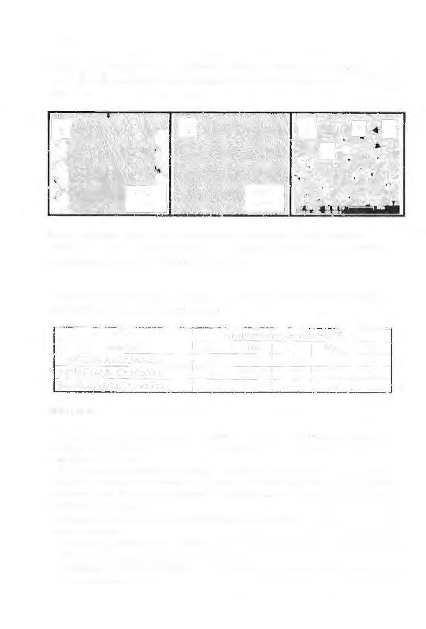 242 stopowych (głównie cyrkonu i moibdenu występuje wzdłuż granic ziaren (rys. 8c