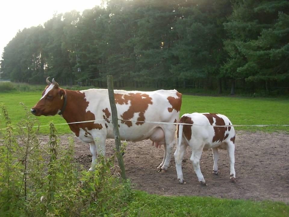 Dziękuję
