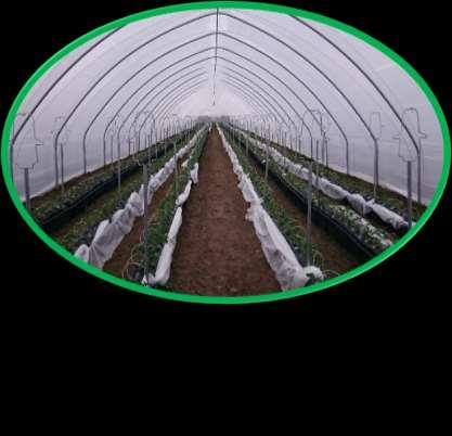 Tunele do uprawy truskawki Specyfikacja