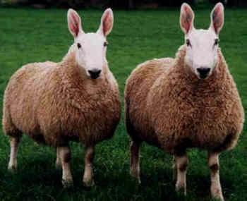 Wybrane brytyjskie rasy owiec: Rasa Border Leicester Leicestershire to hrabstwo w środkowej Anglii.
